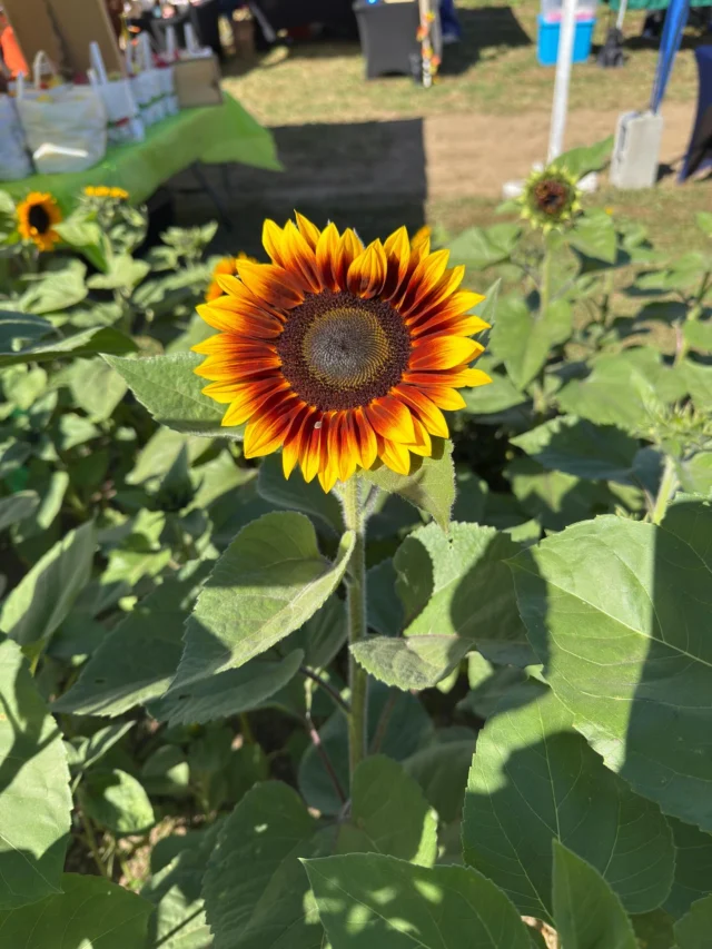 Head out to Simple Farms today and tomorrow for the sunflower festival. Lots of local vendors, food, music, and even axe throwing.